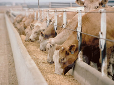 feed cattle