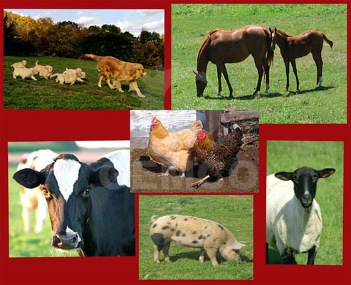 feed pellets for different animals